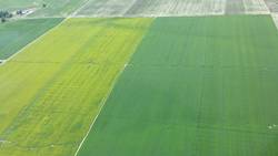 Dill Weed from the air