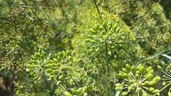 Green Seed Dill Weed!