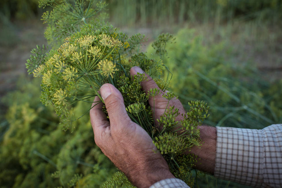 Inspection -- we get into the fields for a close-up look. For dill weed, most of the oil is in the seed. As the plant matures, the seed turns from green to bronze to brown before falling off onto the ground. The target harvest time is right as the seed begins the bronzing stage.