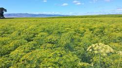 Dill Weed - early June