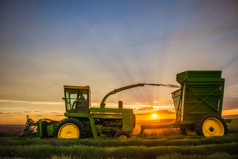 SunWest Ingredients was established in the mid-1990s as a specialized division of JSH Farms in order to focus on the specific needs of the pickle industry. We set the standard for pure, consistent, high quality dill oil and several decades later we remain industry leaders. We have since expanded our product lines to include flavoring emulsions and other essential oils. 